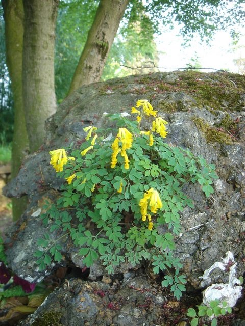 Corydalis lutea (2)